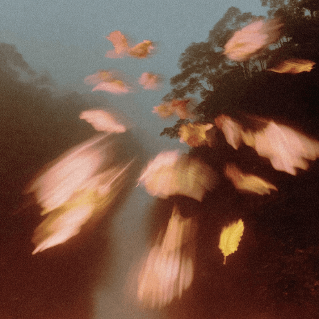 Motion Blur Bouquet Flowers